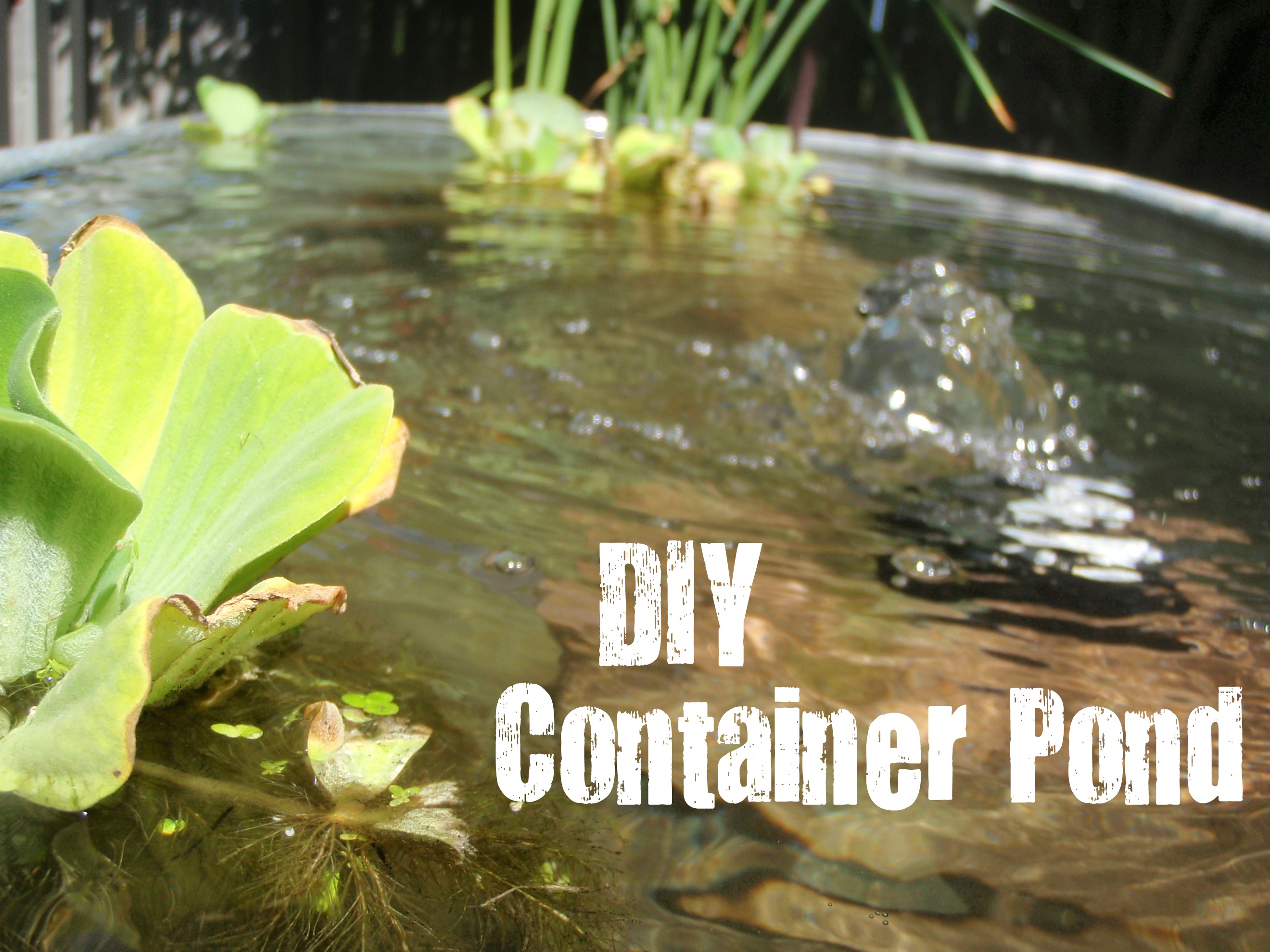 DIY Above-Ground Pond | Newlywed Me with Chelsey P
